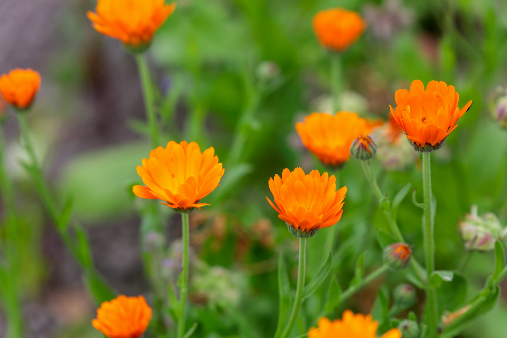 oranje bloemen in gras